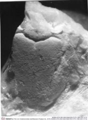 Historisches Foto von Cretatrizocheles doerflesensis (Fraaije et al., 2019) (NHMW-AFW-GEO-BACHMAYER-FOTO-1990-0041-0174)